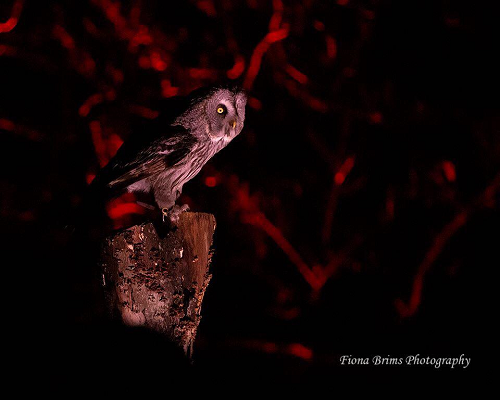 Halloween Twilight Owl Display at 7pm