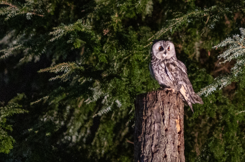 Silent Night: a festive evening with owls at Muncaster