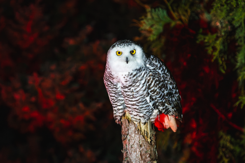 Christmas Owls at Muncaster